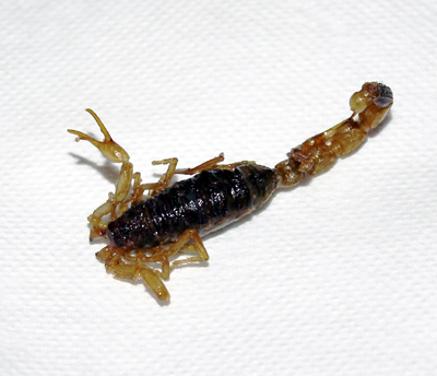 biyakuIMG_2069.JPG