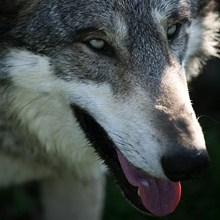 アメリカ・テキサス州に動物の首を刈る”オオカミ少女”が出現!?