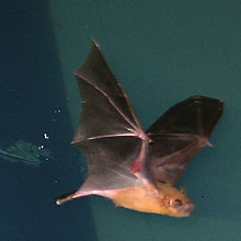 コウモリのフェラを同僚に伝えるのはセクハラ？