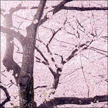 【エロ体験談】女子が勝手に釣れた最高すぎる花見