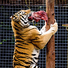 草食系男子のための対メンヘラ女用セキュリティマニュアル