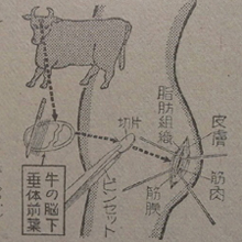 勃起したペニスが戻らない! 効き過ぎた精力剤事件「牛の脳下垂体移植法」