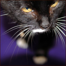 凶悪ギャング団のリーダーは丸ビル随一の10代美人