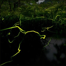 暗闇に浮かび上がるチ○コ!?　ちょっぴり変わったローションプレイ