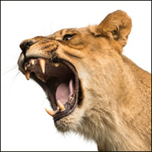 即尺・即乳首舐めはもう古い!?　肉食女と即ベッドプレイ！