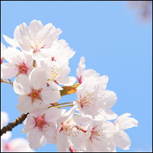 春は風俗デビューの季節！　風俗ライターが教える優良店選びのポイント