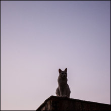 【事件簿】屋根の上で全裸で騒ぐ37歳の女