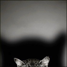 リアル“ニャンニャン”!?　猫耳萌えソープ