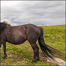甘酸っぱい青春時代を思い出す？　ポニーテール専門ソープランド