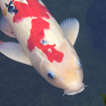 「伝説となった自慰行為」