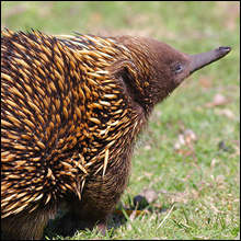 動物たちの不思議な”ペニス”トリビア