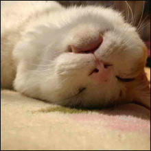 GWは猫ざんまい！　心和ませてくれる「世界の猫グッズ博物館」