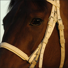 サラブレッド男に学ぶ「オレ様」の極意　自信過剰な言葉で女を虜にする方法