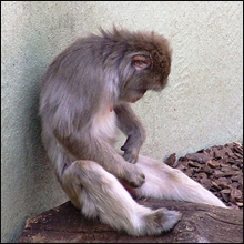 チンパンジーも夢中!?のオナニー　セックスもオナニーも実は「脳」でするもの